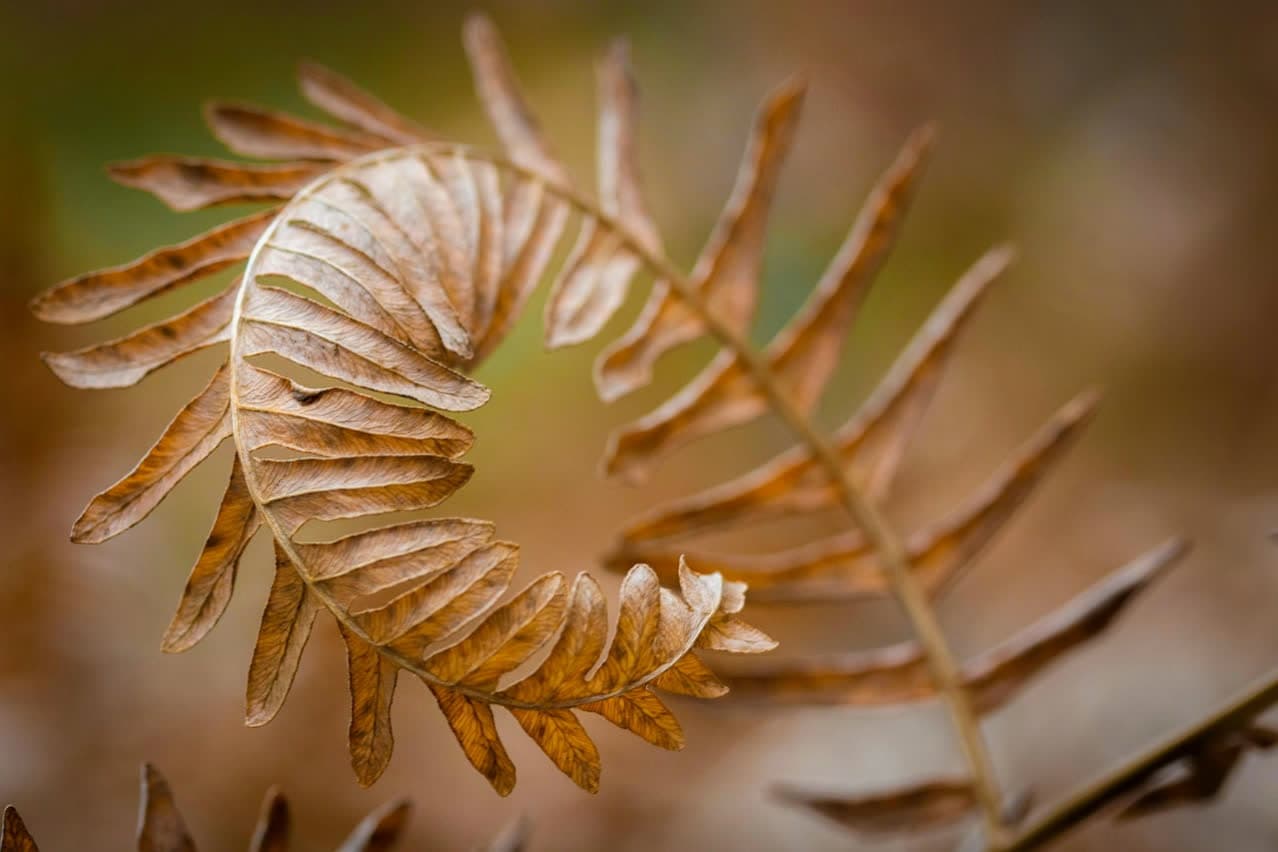 Geschwungene Pflanze im Detail – organische Formen für Webdesign Bildwelt Geschwungene Pflanze im Detail – organische Formen für Webdesign Bildwelt